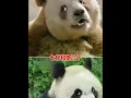 Download Lagu This kid is definitely the descendant of Qizi without any doubt. #Giant Panda Qizi #Giant Panda Qin