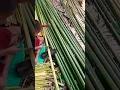 Kasihan Man Putus Sekolah, kerja mantis pucuk #shorts #anakyatim #telukpakedai #kalimantanbarat