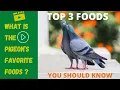 What Is Pigeon Favorite Food