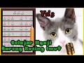 kucing baca iqro | kucing ngaji merdu | mari belajar mengenal huruf Hijaiyah