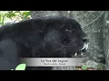 Download Lagu LA VOZ DEL JAGUAR