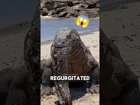 Four  Animal Moments That Should NEVER Have Happened (Number 1 is Insane)