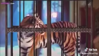 مقطع مضحكة ل شيفاي و انيكا للعشق جنون 