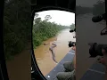 Download Lagu Helicopter Crew Spots Monster Anaconda in Amazon River 😱🌀 Close-Up at the End 😱