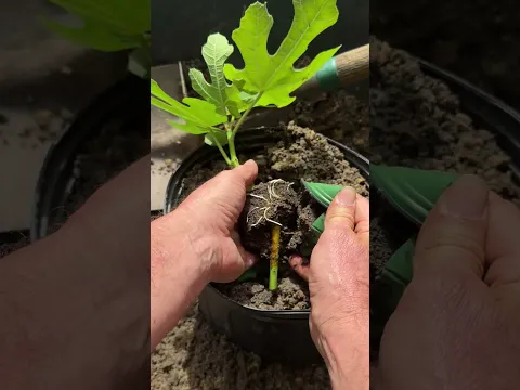 Fig Tree Propagation Success! How to Propagate a Fig Tree
