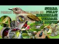 Lagu SUARA PIKAT BURUNG PALING AMPUH || SUARA PIKAT KOMBINASI