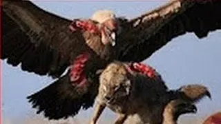 مقطع مهيب لطريقه صيد النسر لفرائسه دندنها