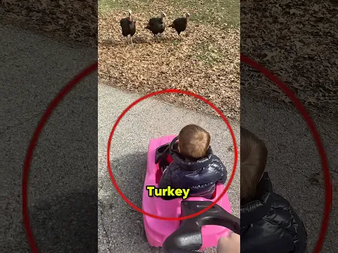 Turkey Chases Babysitter 😱