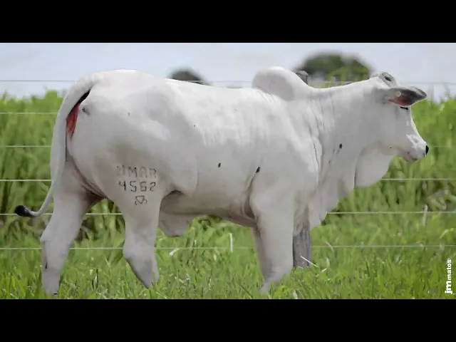 Novilha Nelore MMAR - 4562