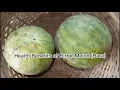 Download Lagu HEALTH BENEFITS OF BITTER MELON (BARA).