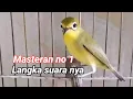 Download Lagu Masteran no 1 di incar penggemar burung , masteran kecial kuning mol andalan