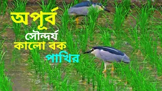 অপূর্ব সুন্দর্য কালো বক পাখিটি 🌹apurbo Sundar Jo Kalobok Pakhi Teer 🤷‍♀️ নতুন ভিডিও 🔥 2026 