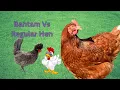 What Is The Difference Between Bantam Regular Hens