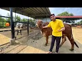 Download Lagu Baglino Aab Arjun Ke Ghar Me😱Arjun Bull Ka Reaction MP3