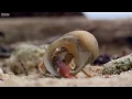 Crabs Trade Shells in the Strangest Way | BBC Earth