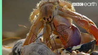 Download Crabs Trade Shells in the Strangest Way | BBC Earth MP3