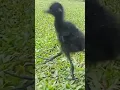 Download Lagu ANAKAN BURUNG RUAK RUAK SANGAT JINAK!!