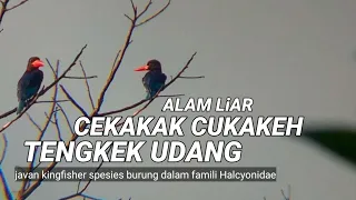 Download CEKAKAK CUKAKEH TENGKEK UDANG javan kingfisher spesies famili Halcyonidar@Iyuschannel521 MP3