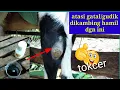 Download Lagu obati Gatal/gudik dikambing hamil dgn ini ~ AMPUH BUKTIKAN