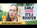 Rooster Or Hen Early Signs It s A Rooster