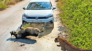Warthog Smashes into VW to Escape Leopard