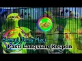 Download Lagu Koloni Pleci Nembak + suara pleci Betina‼️ pleci Bahan auto emosi, Cocok Untuk Melatih Mental Pleci