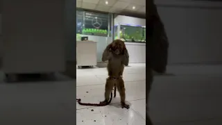 تنبیه بچه میمونی که بچه ها و گلها را اذیت میکرد Monkey Attacked Babyvideos Funny Videos Monpai 