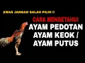 Download Lagu BANYAK YANG MASIH SALAH PILIH || Cara mengetahui ayam pedotan, ayam keok atau ayam putus