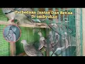 Download Lagu cara membedakan derkuku jantan dan betina di pasar ombyokan