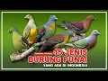 Lagu 15 JENIS BURUNG PUNAI DI INDONESIA | GREEN PEGEON | BURUNG KICAUAN