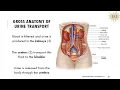 BIOL22 Urinary System and Homeostasis Lecture