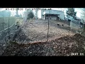 German Shepherds Chase Fox Away From Chicken Coop