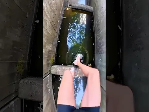 Dangerous Creatures Were Hiding Below! 🐊😱 #shorts #ducklings