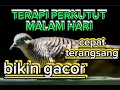 Download Lagu Terapi perkutut malam hari paling ampuh untuk Pancingan perkutut males bunyi