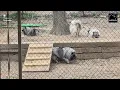 The Keeshond