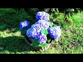 Download Lagu 🌺Beauty of Spring🌺 30 MINUTES bird singing and pure nature - Nature Relaxing
