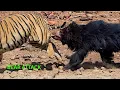 Download Lagu TIGER AND BEAR DENGER AND DEADLY FIGHT | BAEAR DENGEROUS ATTACK | AMITDEVKUSH