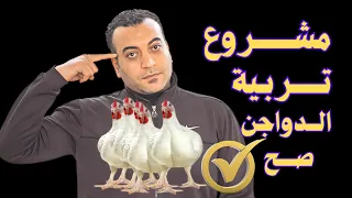 مشروع تربية الدواجن بأحسن طريقة دراسة جدوى على ٢٠٠ كتكوت 