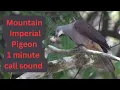 Download Lagu Mountain Imperial Pigeon