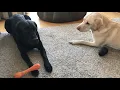 Olive and Mabel Episode 2 - Game of Bones