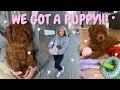 MEET WINNIE PICKING UP OUR CAVAPOO PUPPY FIRST 24HRS PETS AT HOME ESSENTIALS CHLOEWHITTHREAD