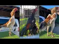 Download Lagu Super breeding shamo pairs