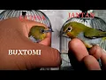 Download Lagu Ciri burung pleci Buxtomi Jantan dan betina