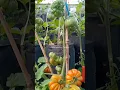Download Lagu Tutorial tanam tomat dari tunas air sampai panen🍅#tomato #tomatoes #berkebun #shorts #garden #petani