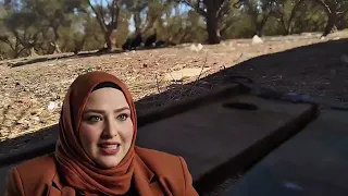 مشينا للغابة 