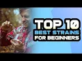 Top 10 Strains for Beginners Your Ultimate Guide to Cannabis