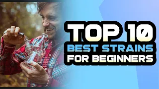 Top 10 Strains for Beginners Your Ultimate Guide to Cannabis
