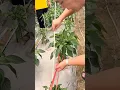 Lagu Best Chili Farming Technique to Increase Yield
