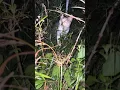 Download Lagu MALAM MALAM GINI NGAPAIN BOS#cat #kucing #cuteanimals