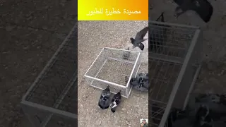 Dangerous This Thing Is A Bird Trap Bird Trap Bird Trap Shorts Bird Trap 